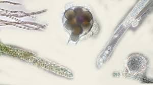 Attēlu rezultāti vaicājumam “Sanionia uncinata  sporophyte”