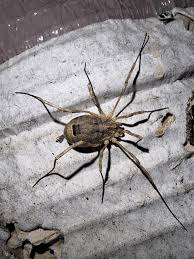 Attēlu rezultāti vaicājumam “Opiliones”