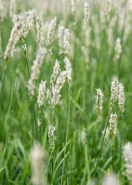 Attēlu rezultāti vaicājumam “Sesleria caerulea flower”