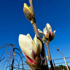 Attēlu rezultāti vaicājumam “Magnolia cylindrica”