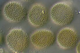 Attēlu rezultāti vaicājumam “Melampsora magnusiana”