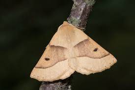 Attēlu rezultāti vaicājumam “Crocallis elinguaria imago”