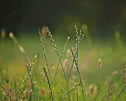 Attēlu rezultāti vaicājumam “Lolium perenne”