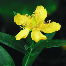 Attēlu rezultāti vaicājumam “Hypericum maculatum flower”