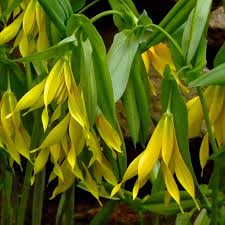 Attēlu rezultāti vaicājumam “Uvularia grandiflora”