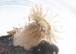 Image result for sea Anemone