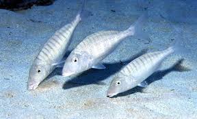 Image result for Petrus rupestris