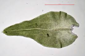 Attēlu rezultāti vaicājumam “Anomodon attenuatus”