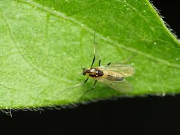 Attēlu rezultāti vaicājumam “Cricotopus”