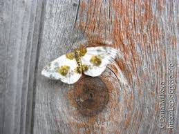 Attēlu rezultāti vaicājumam “Abraxas sylvata imago”