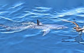 Image result for Isurus oxyrinchus