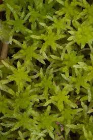 Attēlu rezultāti vaicājumam “Sphagnum girgensohnii”