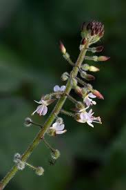 Attēlu rezultāti vaicājumam “Circaea lutetiana flower”