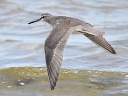 Image result for Tringa brevipes