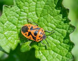 Attēlu rezultāti vaicājumam “Eurydema dominulus”