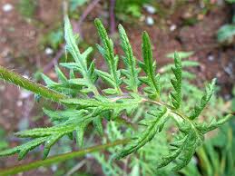 Attēlu rezultāti vaicājumam “Phacelia tanacetifolia leaf”