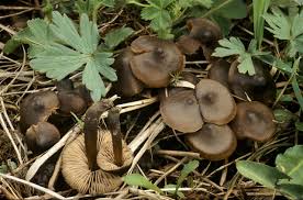 Attēlu rezultāti vaicājumam “Entoloma vernum”