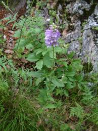 Attēlu rezultāti vaicājumam “Campanula bononiensis”