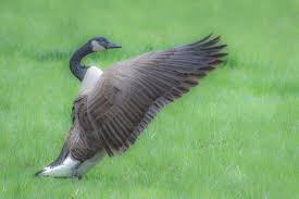 Attēlu rezultāti vaicājumam “Branta canadensis adult”