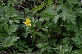 Attēlu rezultāti vaicājumam “Gagea pratensis flower”