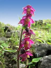 Attēlu rezultāti vaicājumam “Epipactis atrorubens flower”