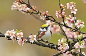 Image result for Dendroica pensylvanica