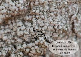 Attēlu rezultāti vaicājumam “Pertusaria amara”