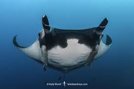 Image result for Mobula birostris