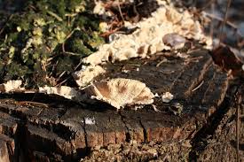 Attēlu rezultāti vaicājumam “Cerrena unicolor”