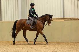 Image result for Weybridge Equestrian Centre