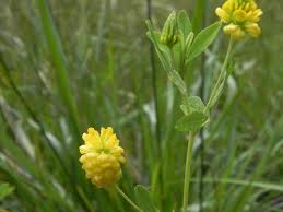 Attēlu rezultāti vaicājumam “Trifolium aureum flower”