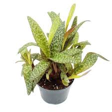 Attēlu rezultāti vaicājumam “Lycogala leopardinum sessile”