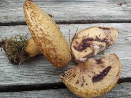 Attēlu rezultāti vaicājumam “Lactarius repraesentaneus”