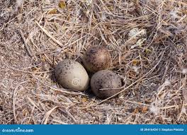 Attēlu rezultāti vaicājumam “Larus argentatus nest”
