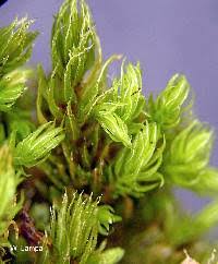 Attēlu rezultāti vaicājumam “Aulacomnium palustre”