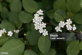 Attēlu rezultāti vaicājumam “Cotoneaster multiflorus”