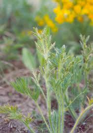 Attēlu rezultāti vaicājumam “Tranzschelia anemones”
