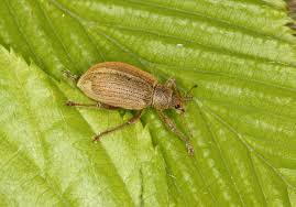 Attēlu rezultāti vaicājumam “Polydrusus mollis”