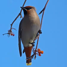 Attēlu rezultāti vaicājumam “Bombycilla garrulus adult”