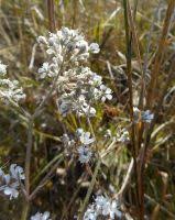 Attēlu rezultāti vaicājumam “Gypsophila fastigiata bud”