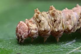 Attēlu rezultāti vaicājumam “Falcaria lacertinaria”