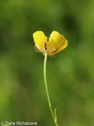 Attēlu rezultāti vaicājumam “Ranunculus mendax”