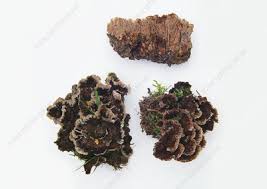 Attēlu rezultāti vaicājumam “Thelephora terrestris”