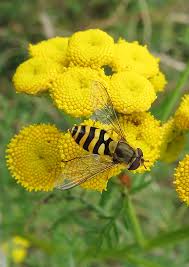 Attēlu rezultāti vaicājumam “Syrphus sp. imago”