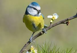 Image result for Cyanistes caeruleus