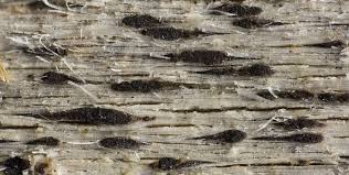 Attēlu rezultāti vaicājumam “Xylographa paralella”