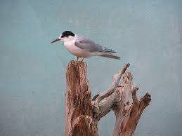 Image result for Sterna forsteri