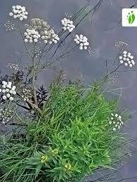 Attēlu rezultāti vaicājumam “Cicuta virosa”