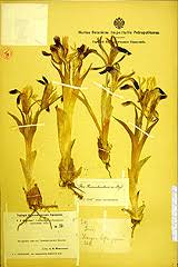 Attēlu rezultāti vaicājumam “Iris rosenbachiana”