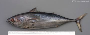 Image result for Euthynnus alletteratus